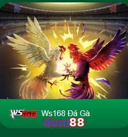 dom88